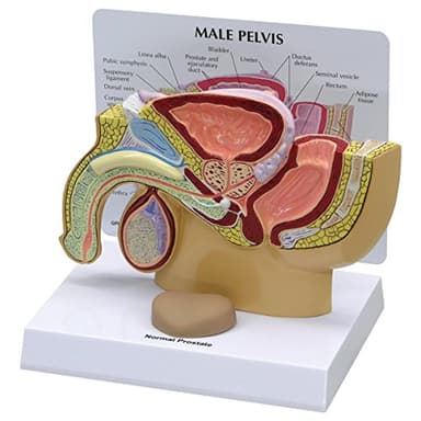 GPI Anatomicals 3550 Pelvi Maschili con Prostata