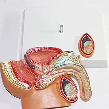 Modello prostatico Sistema riproduttivo prostata Maschi